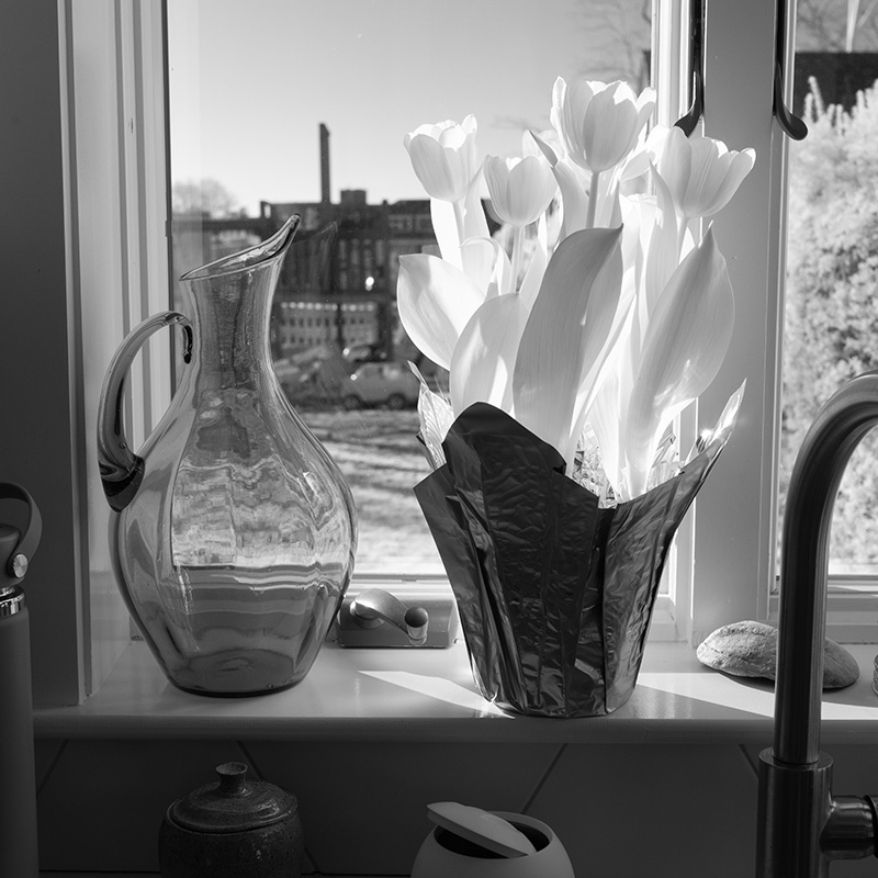 Infrared Photo of Pitcher and Potted Flowers in Kitchen Window.